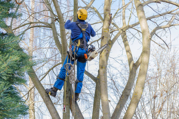Best Seasonal Cleanup (Spring/Fall)  in Fort Lee, NJ